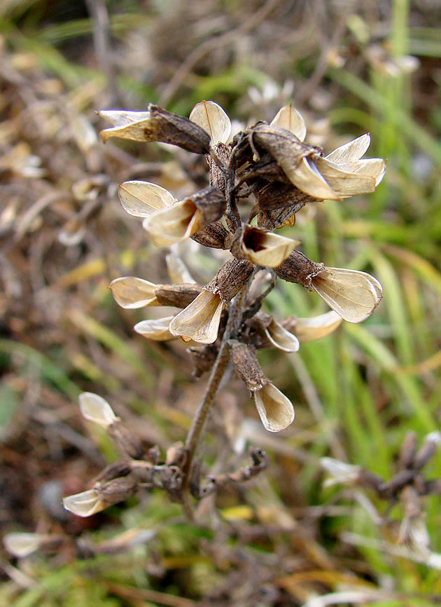 Image of Pedicularis labradorica specimen.