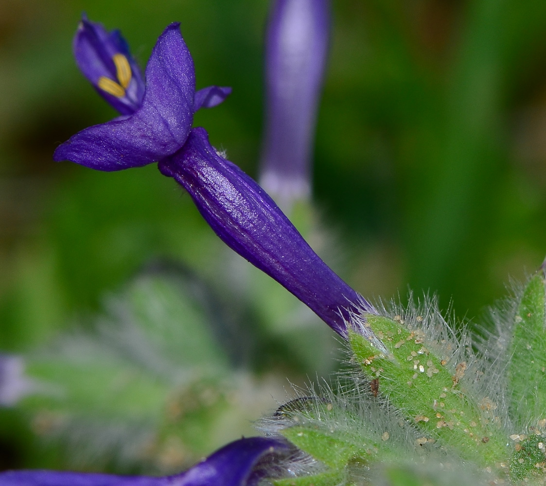 Image of Salvia lanigera specimen.