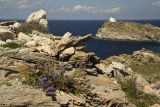 Limonium sinuatum