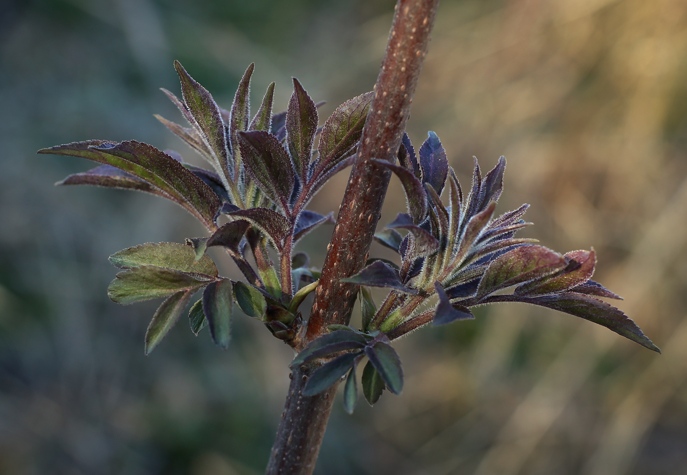 Image of Sambucus sibirica specimen.