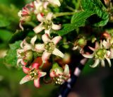 Ribes nigrum