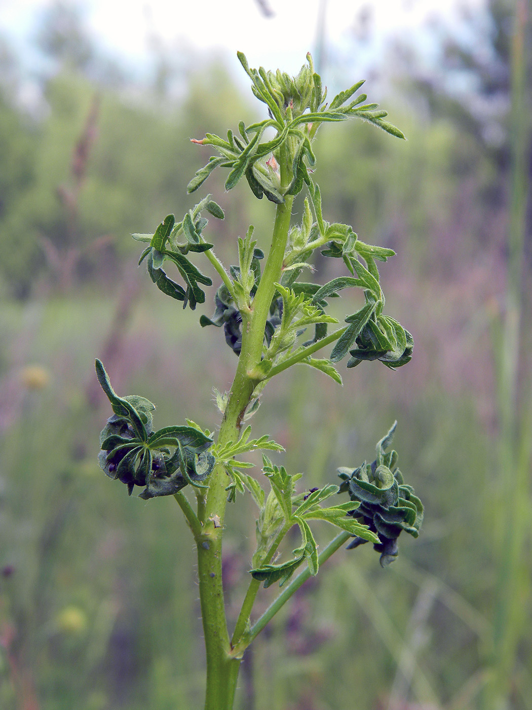 Image of Malva excisa specimen.