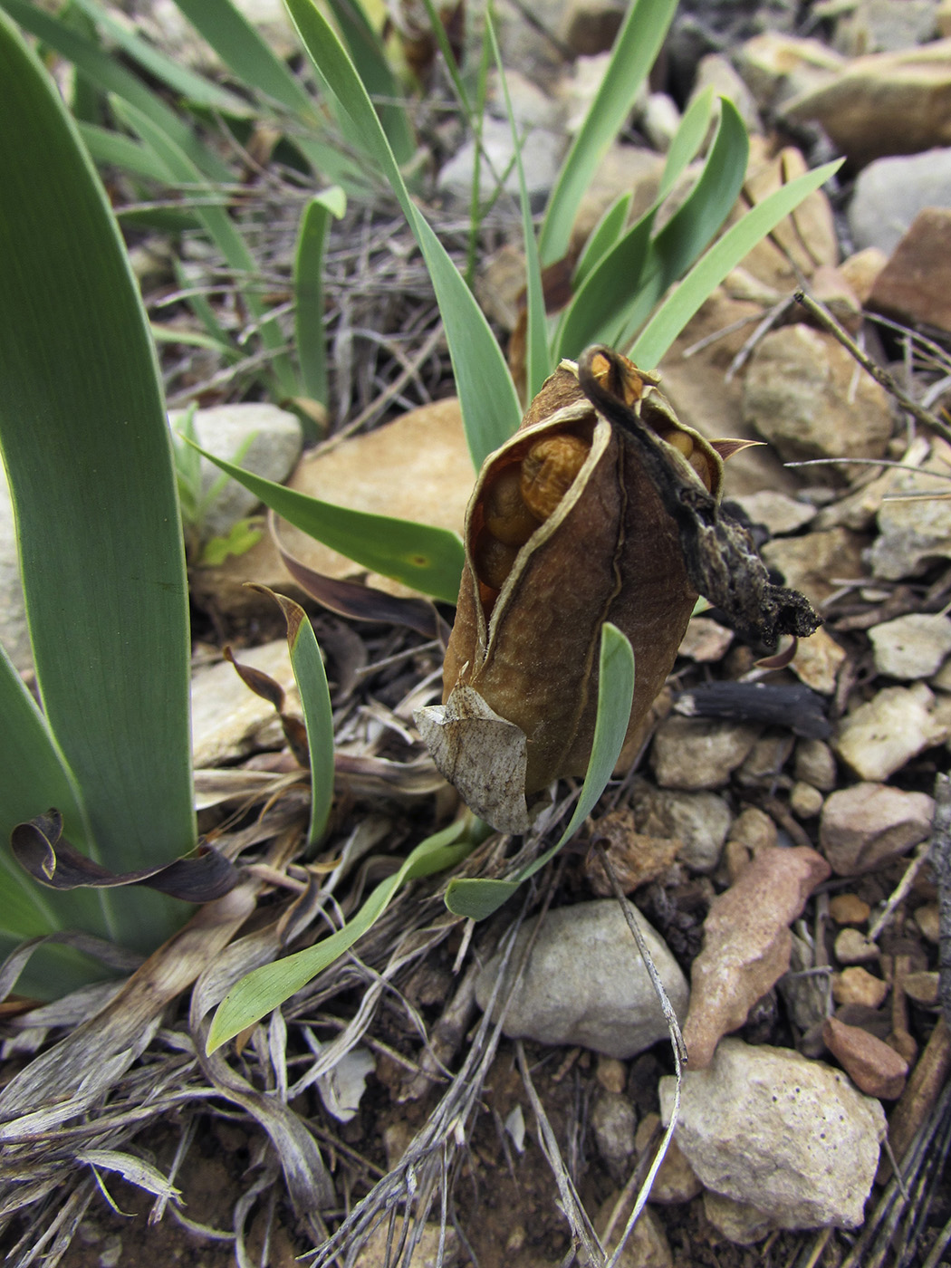 Image of Iris lutescens specimen.