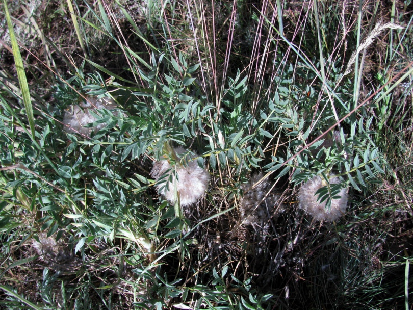 Image of Astragalus pterocephalus specimen.