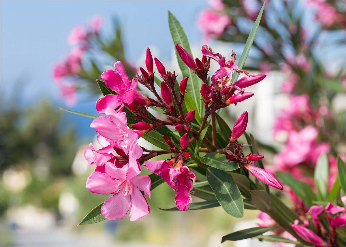 Image of Nerium oleander specimen.