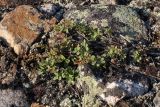 Vaccinium uliginosum подвид microphyllum. Растение стелющейся формы на каменистом малоснежном участке горной тундры. Окрестности Мурманска, середина августа 2008 г.