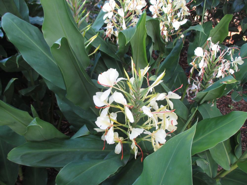 Image of Hedychium gardnerianum specimen.