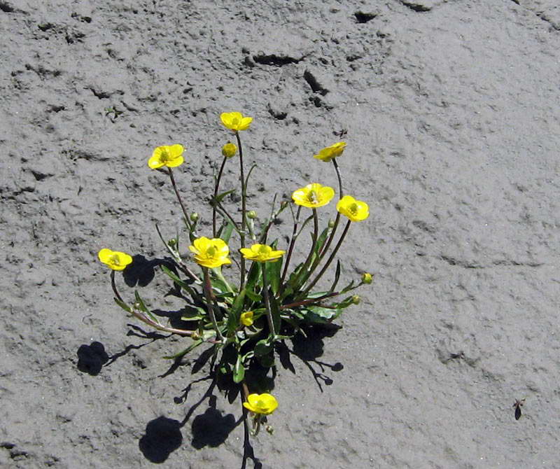 Изображение особи Ranunculus longicaulis var. pseudohirculus.