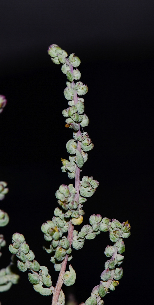 Image of Suaeda palaestina specimen.