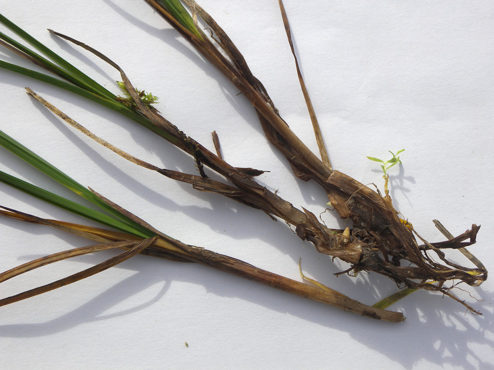 Image of Carex transcaucasica specimen.