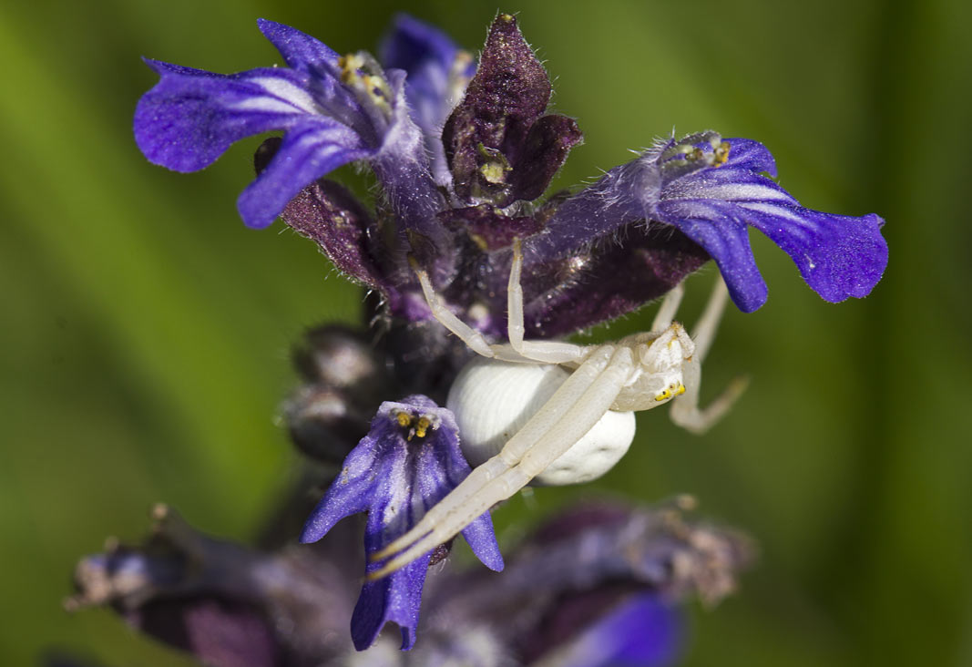 Image of Ajuga reptans specimen.