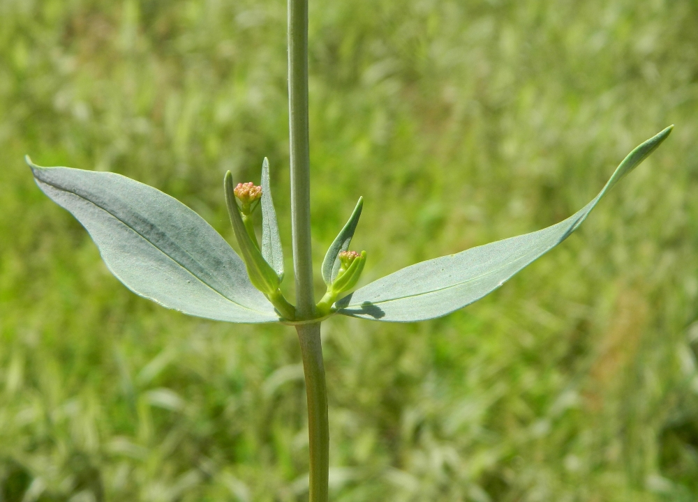 Image of Centranthus ruber specimen.