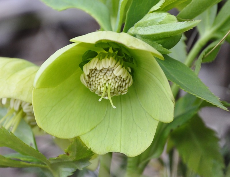 Изображение особи Helleborus cyclophyllus.