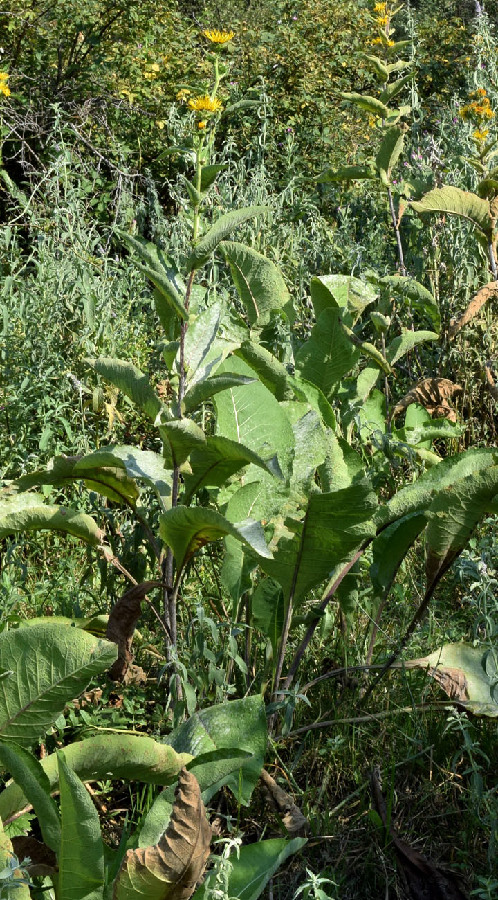 Изображение особи Inula racemosa.