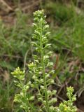 Alyssum alyssoides. Верхушка соцветия с формирующимися плодами. ФРГ, земля Северный Рейн-Вестфалия, р-н Ойскирхен, окр. г. Бад-Мюнстерайфель, мелкоземнистый участок на луговом склоне. 27 мая 2010 г.