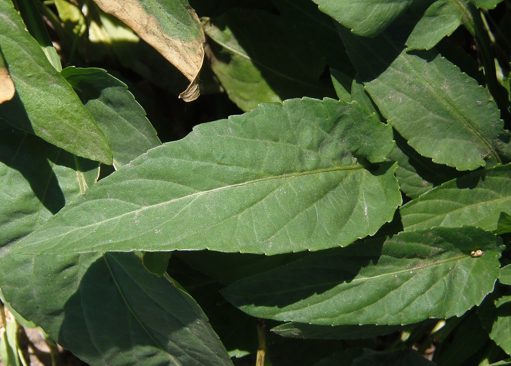 Image of genus Viola specimen.