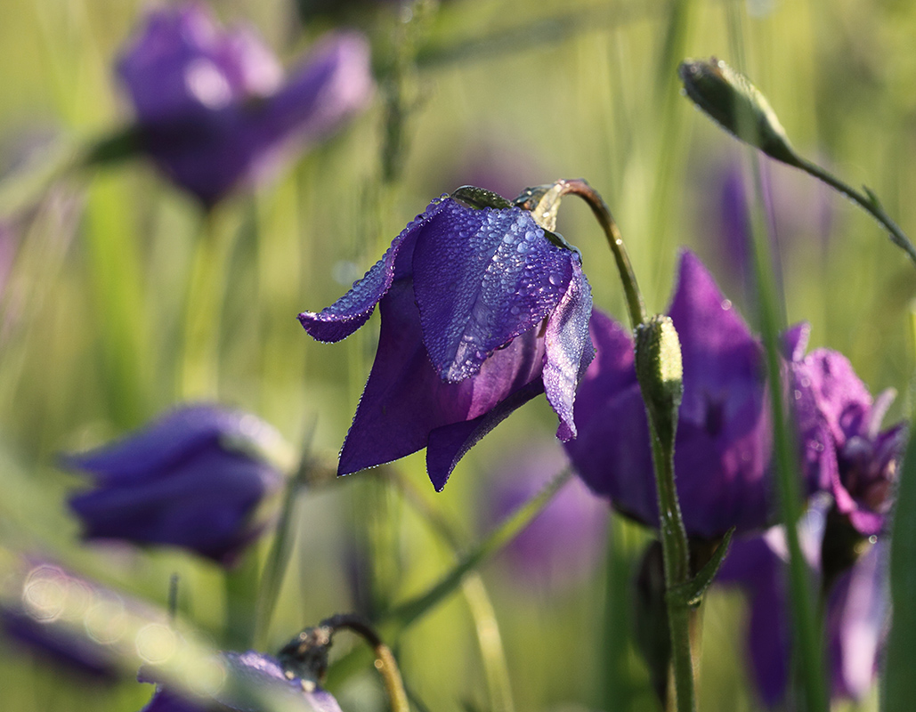 Изображение особи Campanula altaica.