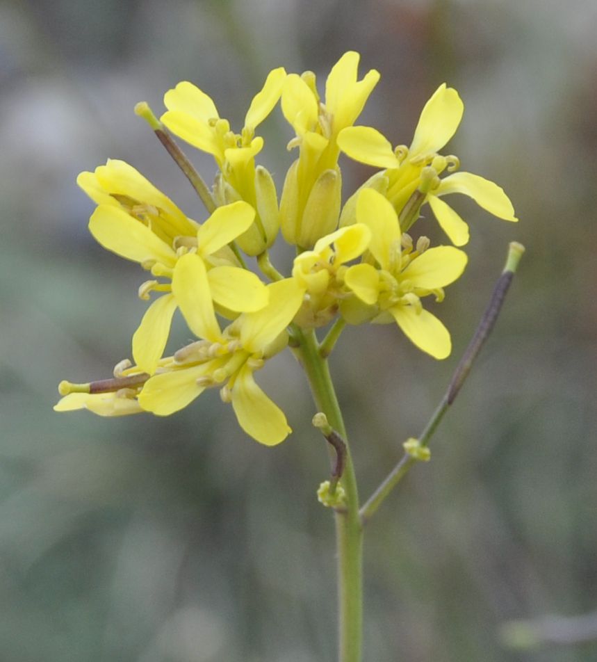 Image of Brassica nivalis specimen.