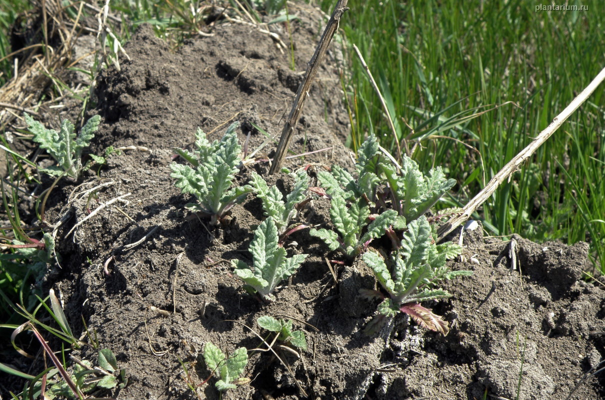 Image of Senecio grandidentatus specimen.