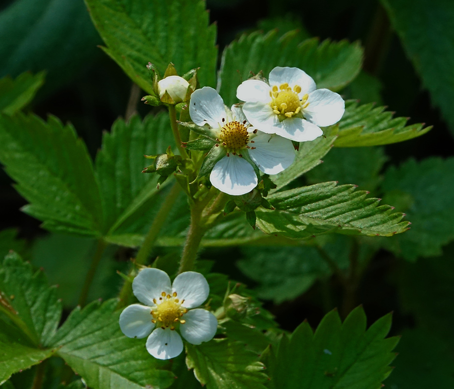 Изображение особи Fragaria vesca.