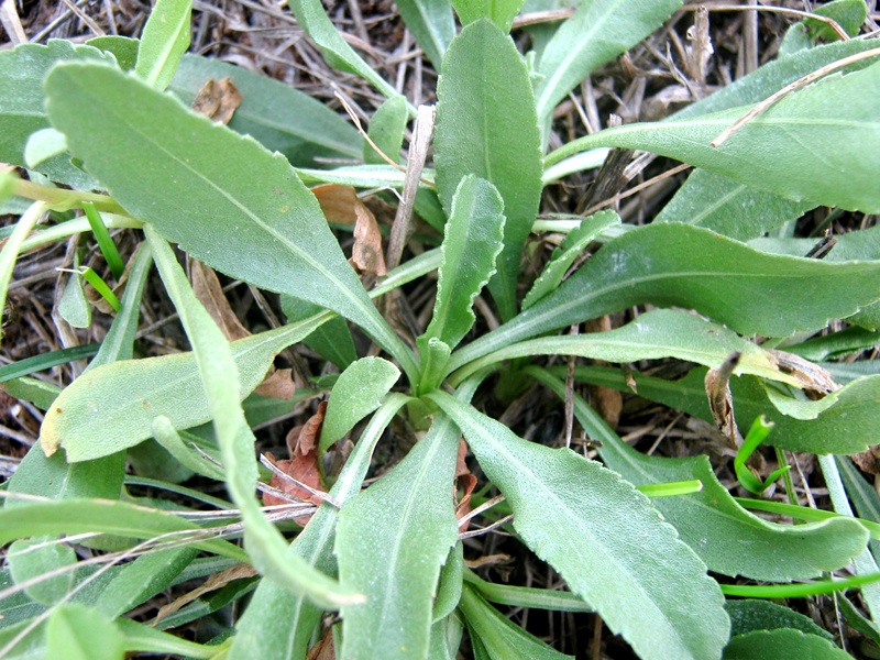 Изображение особи Grindelia squarrosa.