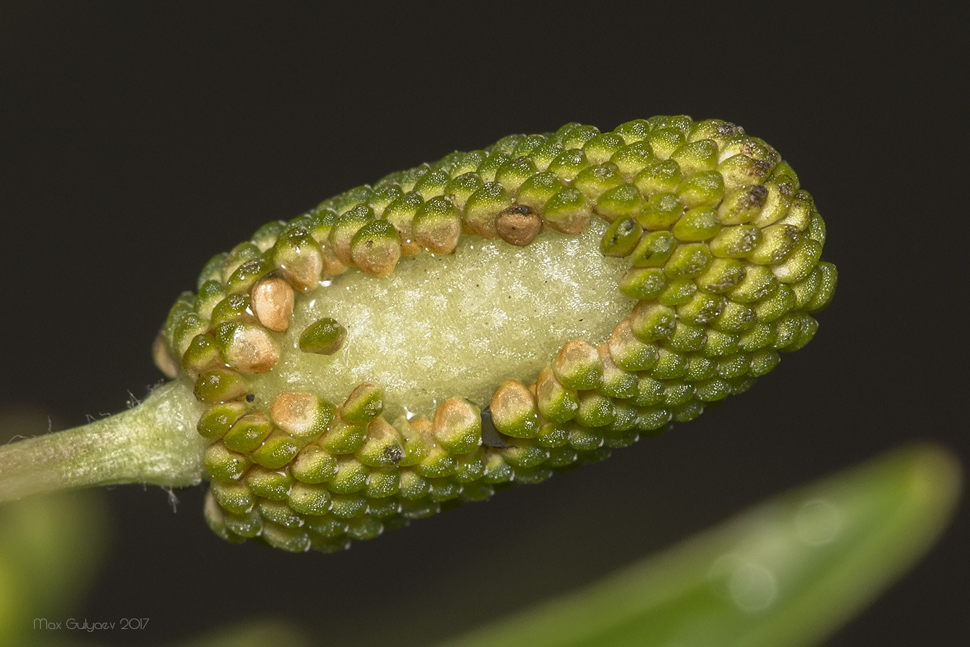 Image of Ranunculus sceleratus specimen.