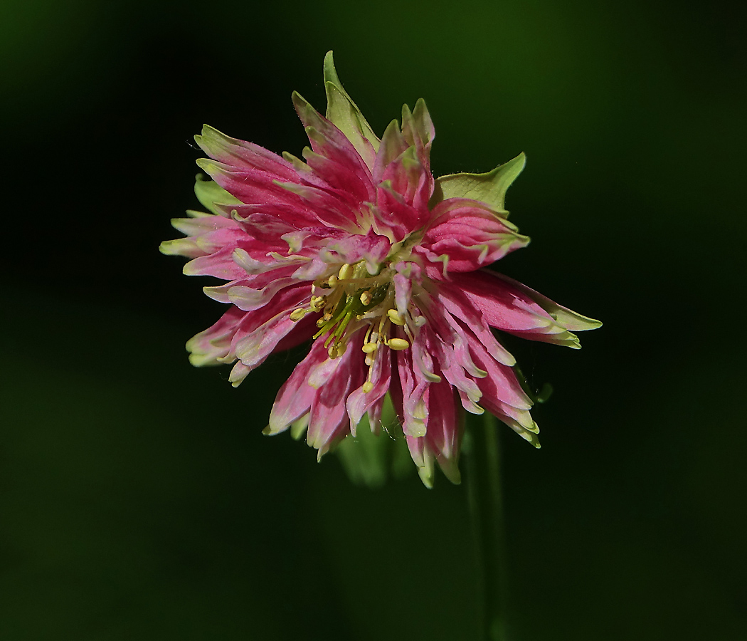 Image of Aquilegia vulgaris var. stellata specimen.