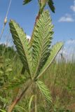 Potentilla recta подвид pilosa. Лист. Краснодарский край, Темрюкский р-н, гора Дубовый Рынок, разнотравно-злаковый луг. 17.06.2017.