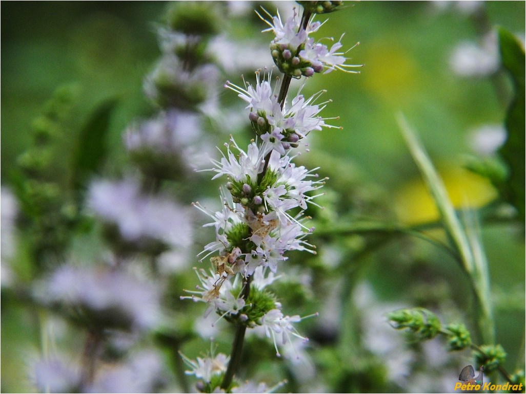 Image of Mentha &times; gracilis specimen.