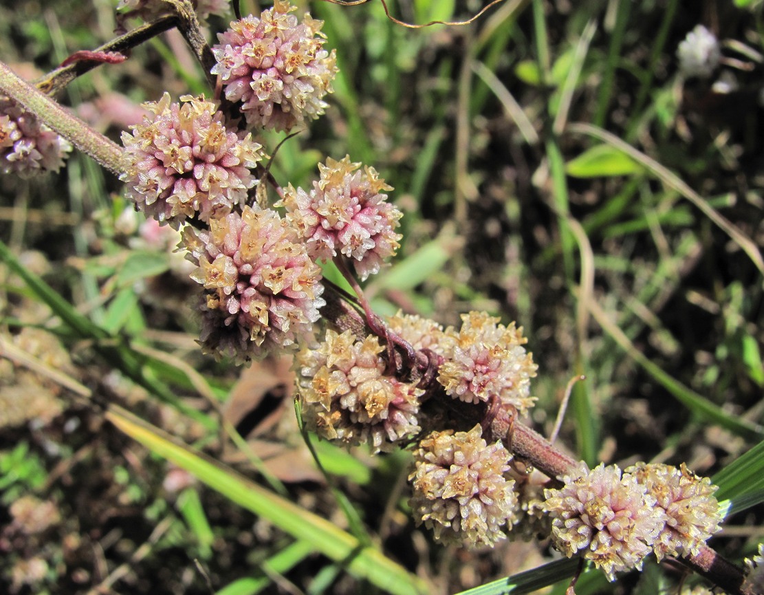 Image of Cuscuta epithymum specimen.