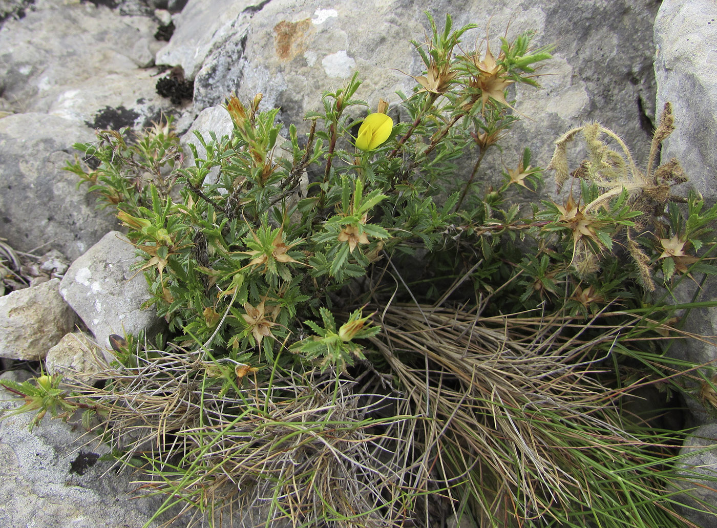 Image of Ononis minutissima specimen.