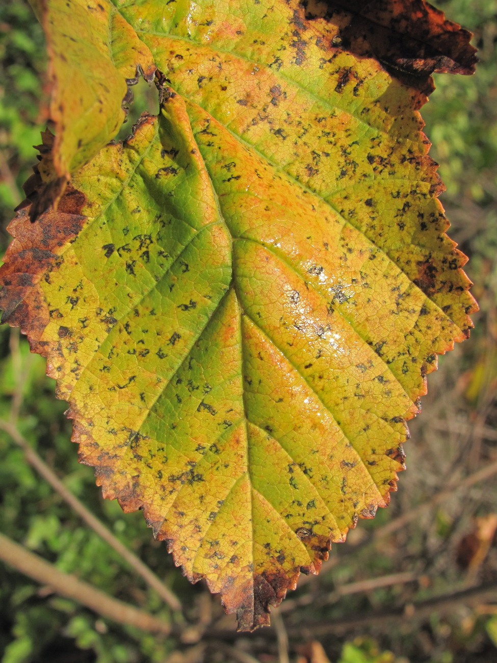 Image of Acer tataricum specimen.