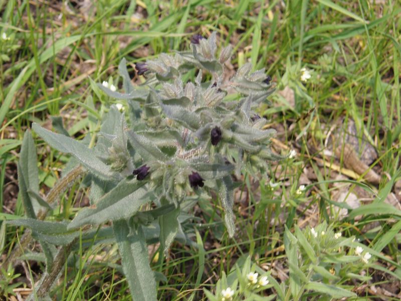 Image of Nonea pulla specimen.