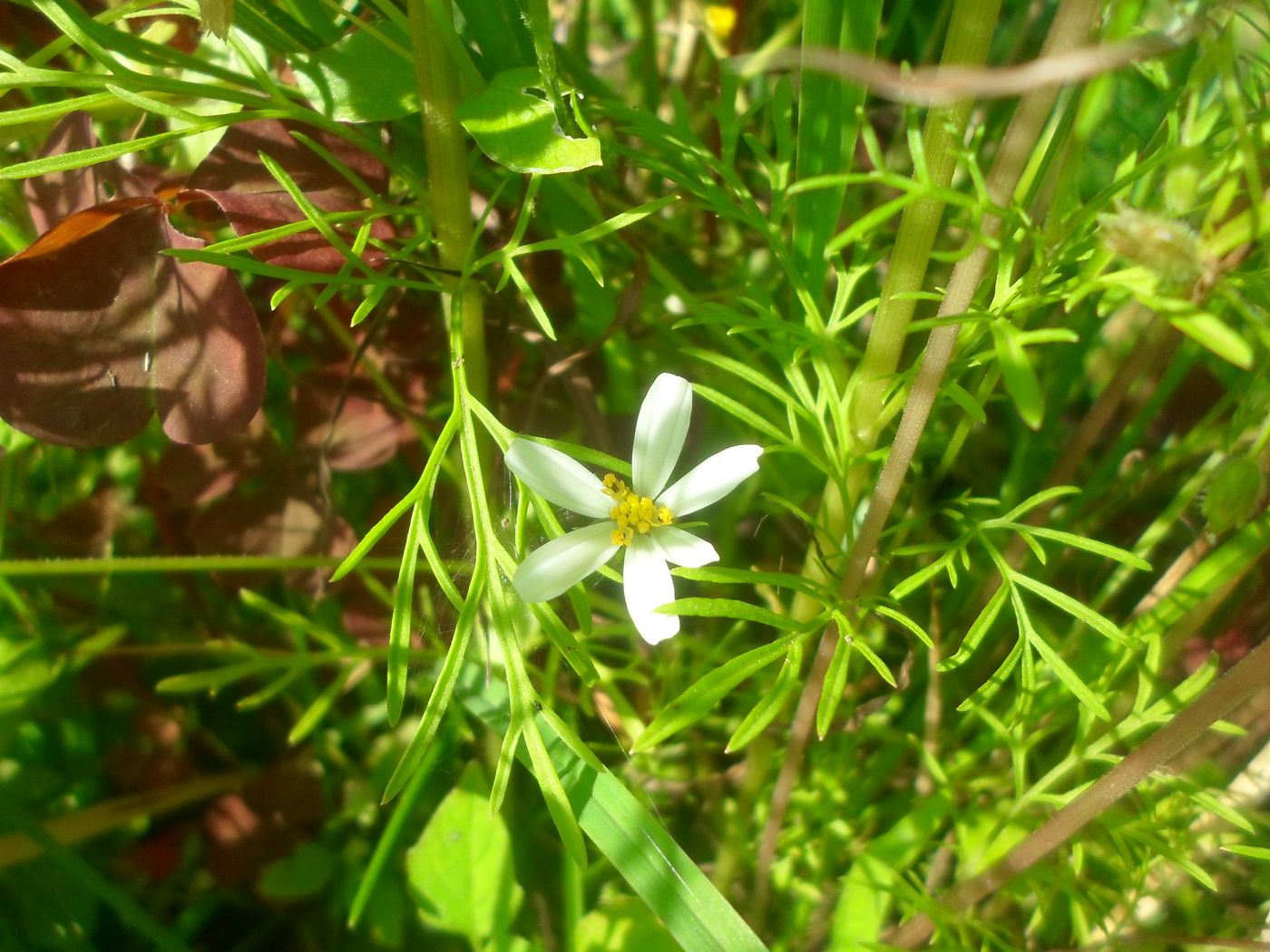 Image of Cosmos bipinnatus specimen.