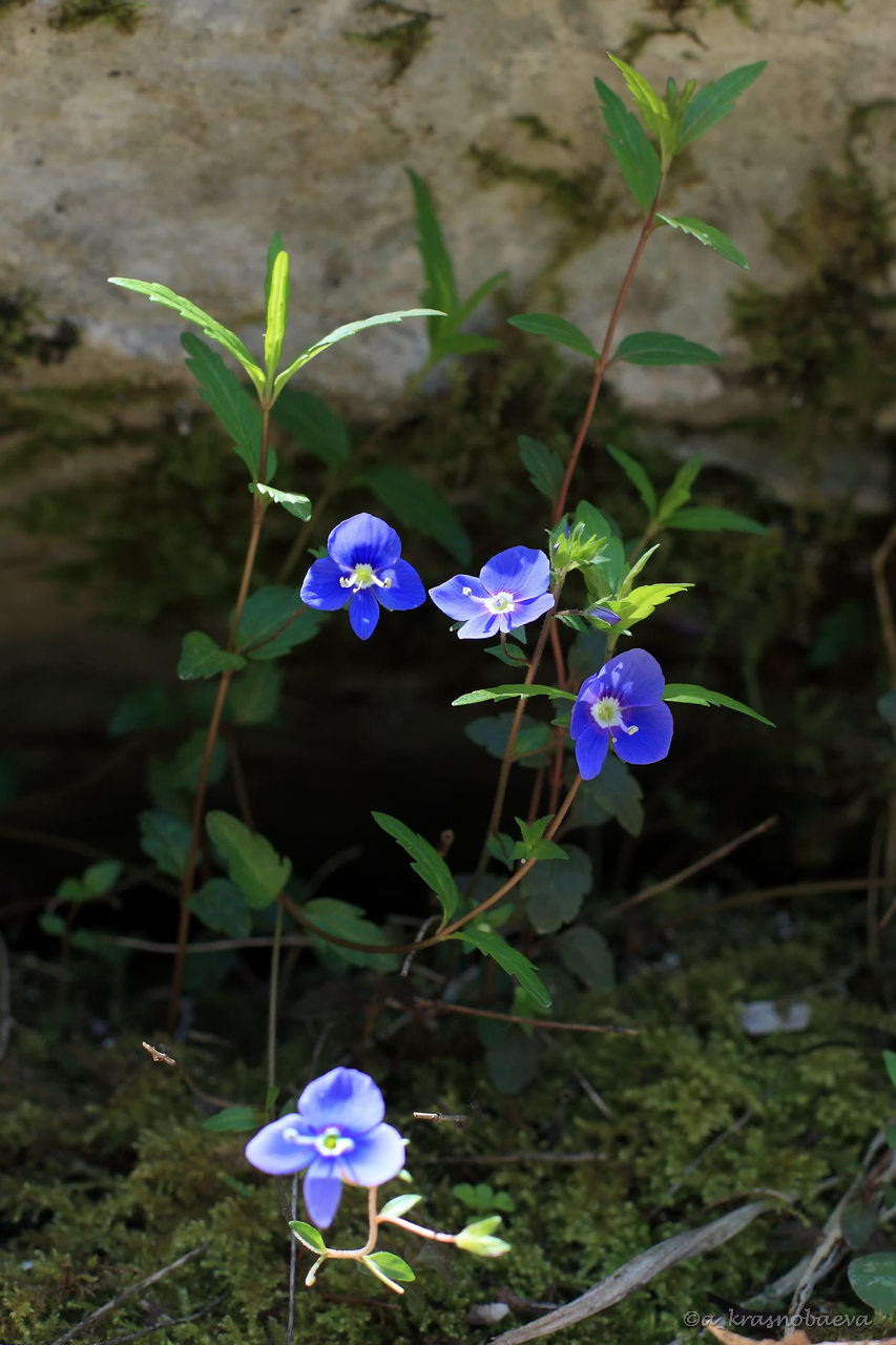 Image of Veronica umbrosa specimen.