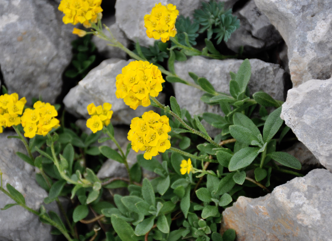 Изображение особи Alyssum oschtenicum.