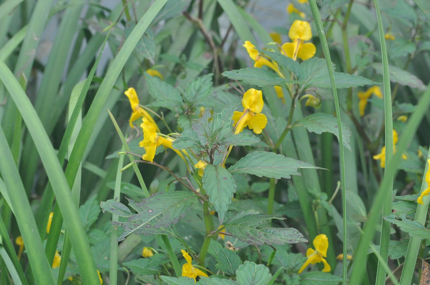 Image of genus Impatiens specimen.