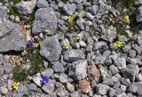 Viola oreades. Цветущие растения. Адыгея, Фишт-Оштеновский массив, гора Оштен, ≈ 2800 м н.у.м., каменистая осыпь. 06.07.2017.