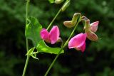 Lathyrus roseus. Соцветие. Республика Адыгея, Майкопский р-н, ок. 8,5 км восточнее ст. Даховская, хребет Скалистый (Уна-Коз), склон г. Шидехт, зарастающая вырубка в лиственном лесу у грунтовой дороги. 05.05.2018.