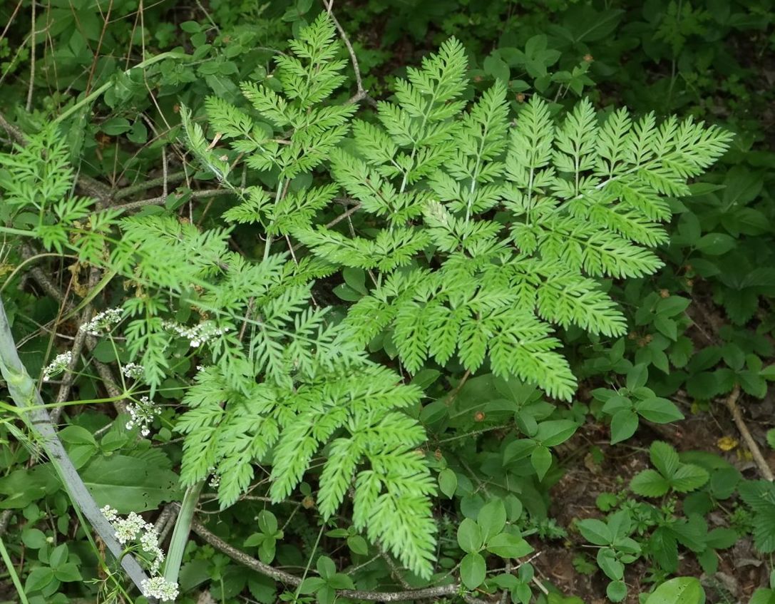 Image of Chaerophyllum bulbosum specimen.