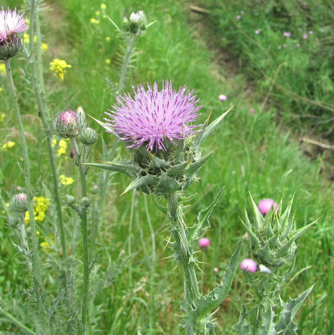 Image of Silybum marianum specimen.