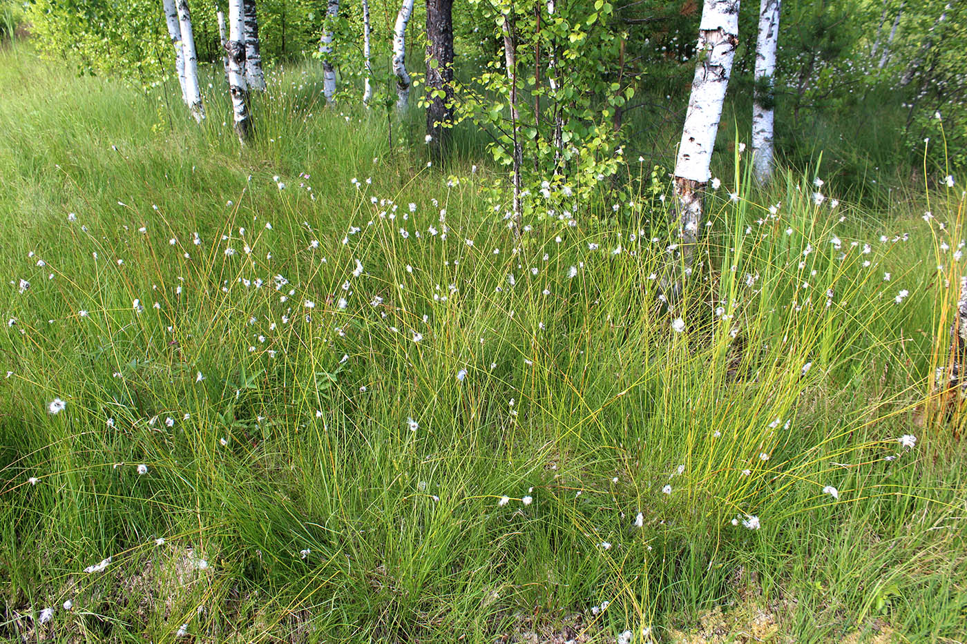 Image of Eriophorum vaginatum specimen.