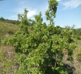 Salix bebbiana. Верхушка плодоносящего куста. Магаданская обл., окр. г. Магадан, склон сопки вблизи города. 19.06.2016.