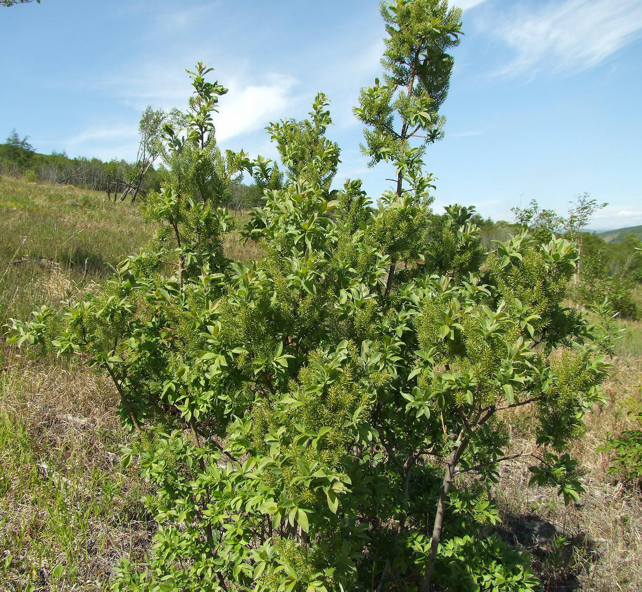 Image of Salix bebbiana specimen.