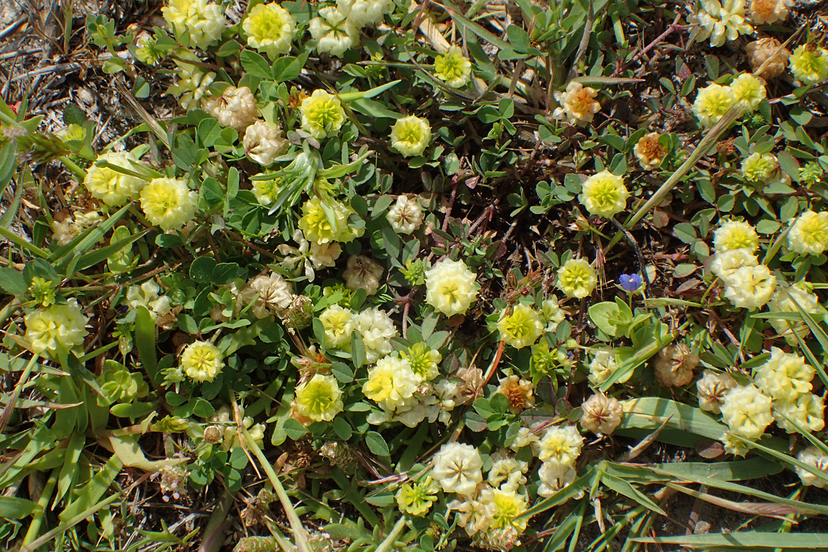 Image of Trifolium campestre specimen.