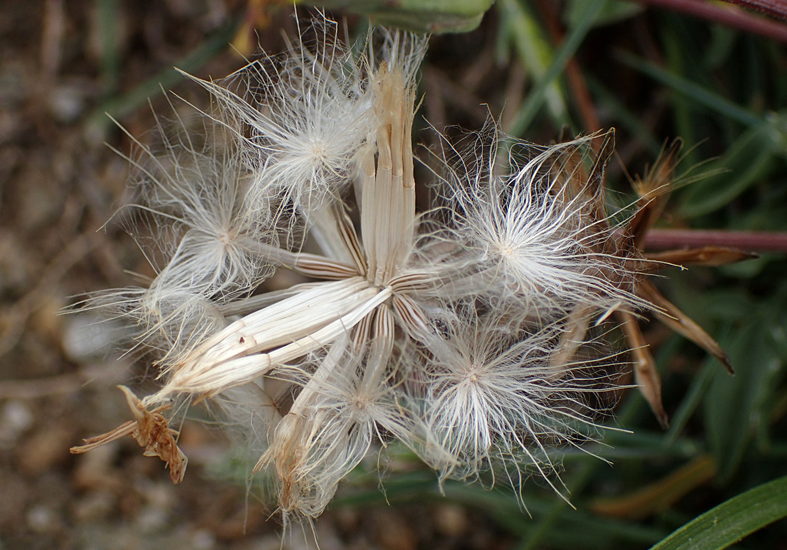 Image of Scorzonera cana specimen.