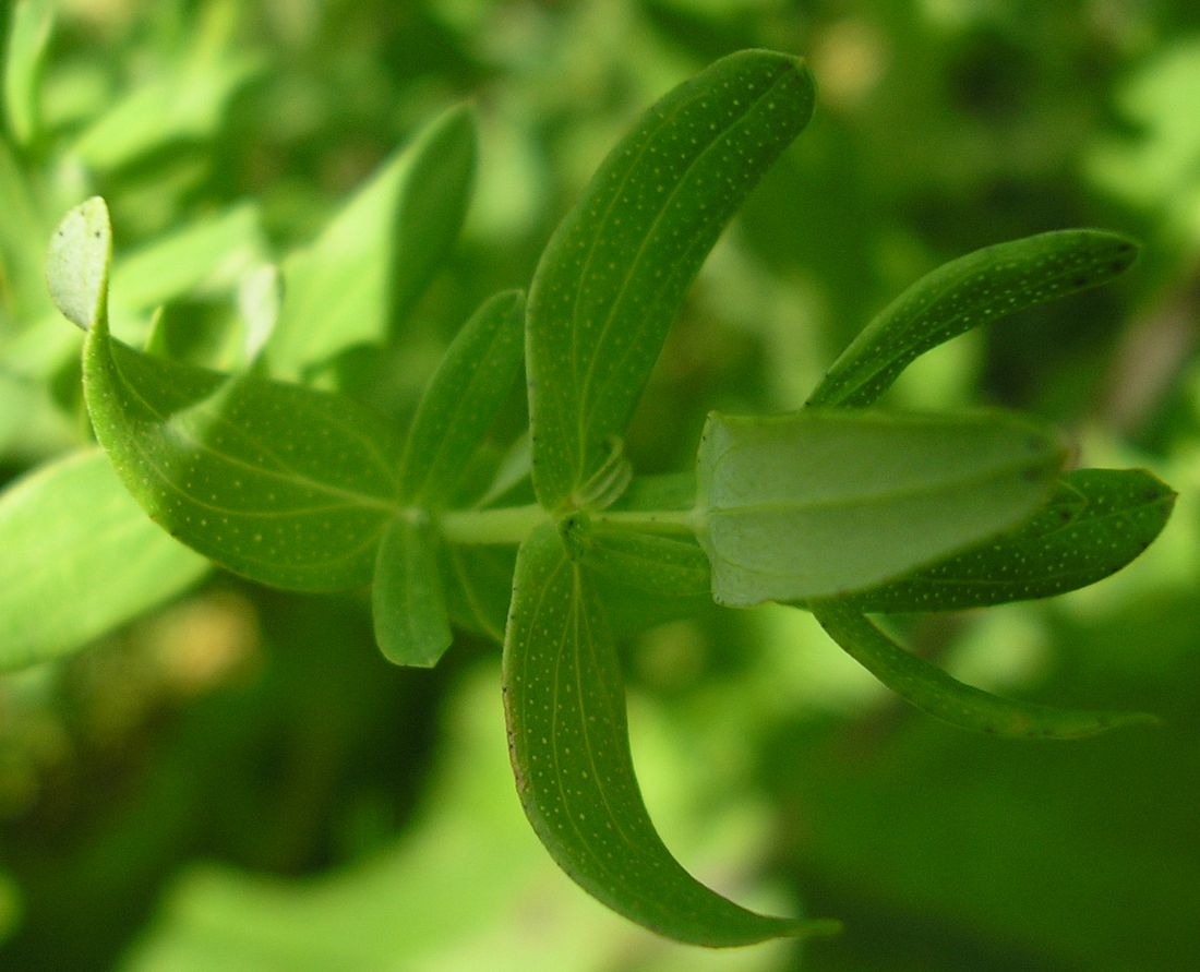 Image of Hypericum perforatum specimen.