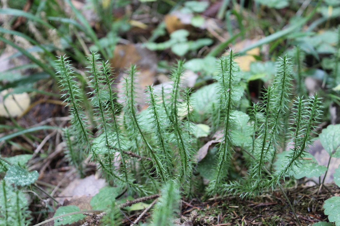 Image of Lycopodium annotinum specimen.