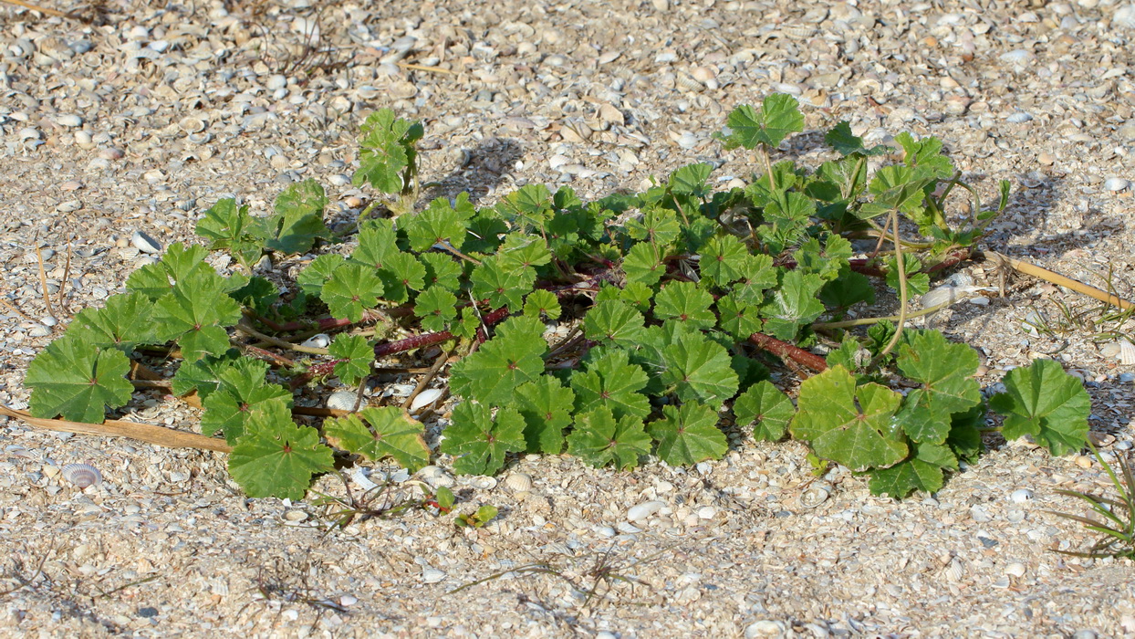 Image of genus Malva specimen.