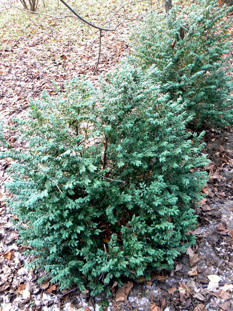 Image of Buxus colchica specimen.